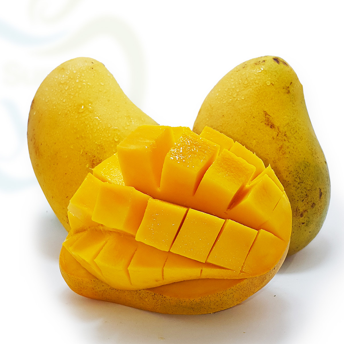 ¿Mi perro puede comer Mango?